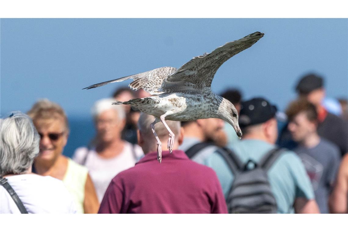 Vorsicht! Eine Möwe fliegt tief an der Seebrücke.