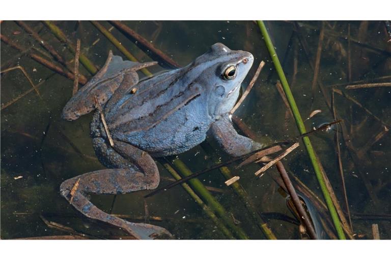 Während der Paarung färbt sich das Moorfrosch-Männchen kurzzeitig graublau bis violett.