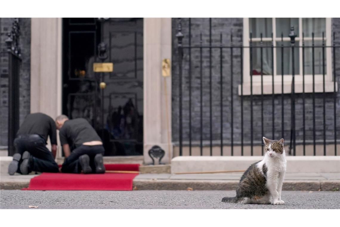 Warten auf Gäste: Kater Larry, bekannt als Chief Mouser der "oberste Mäusefänger des Vereinigten Königreichs", beobachtet die Vorbereitungen vor der Tür der 10 Downing Street in London, dem Sitz des britischen Premierministers.