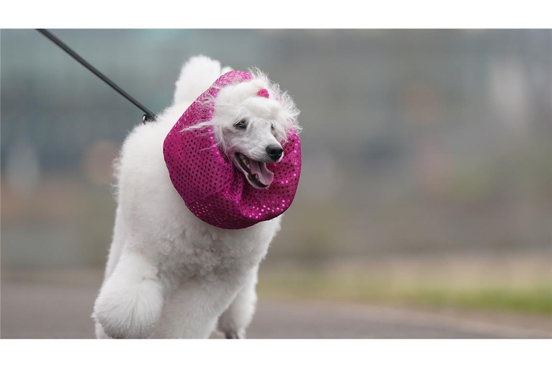 Warum nicht auch den Hund modisch kleiden? Das dachte sich der Besitzer dieses Tieres und verpasste seinem Vierbeiner einen pinken Schal - natürlich nur für eine Hundeshow.