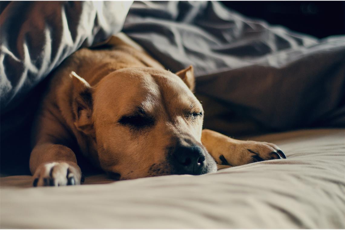 Was sagt die Schlafposition über Ihren Hund aus? Decken und Kissen könnten z.B. ein Zeichen sein, dass Ihr Hund nach Geborgenheit oder Schutz sucht.