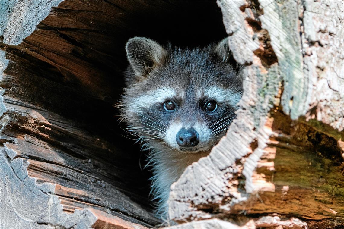 Waschbären übertragen auch andere Krankheiten. Symbolfoto: Adobe Stock/X. Klaussner