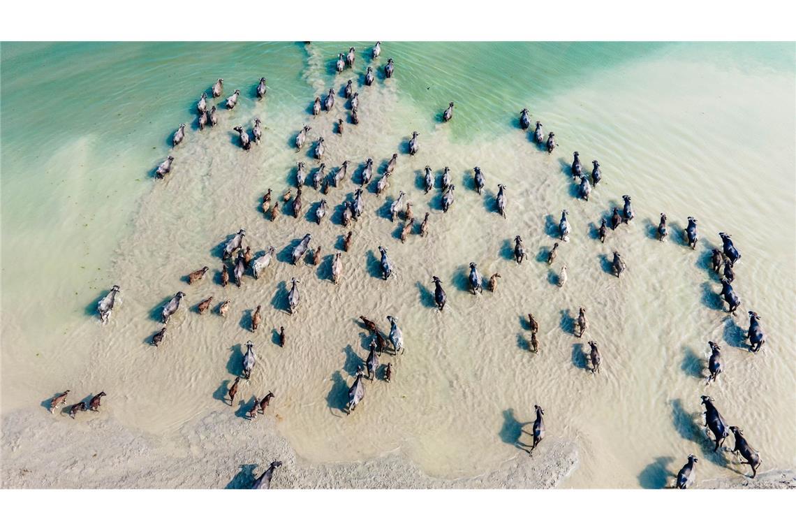 Wasserbüffel kühlen sich im Flusswasser in Bangladesch ab.