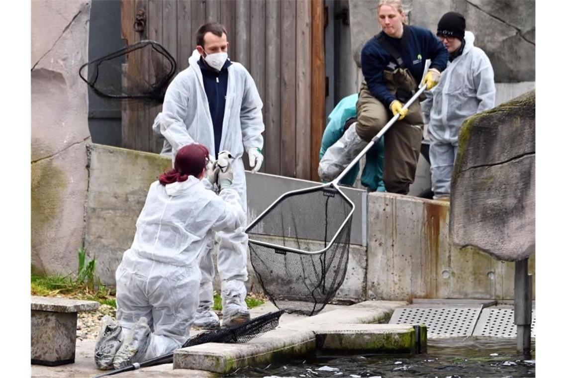 Wasservögel werden in einem Becken im Zoo gefangen, um sie nach drinnen zu bringen. Foto: Uli Deck/dpa/Archivbild