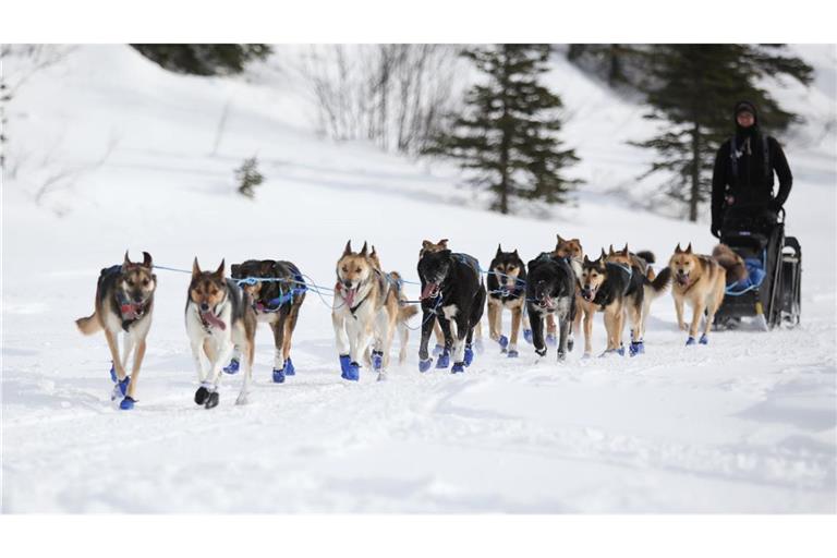 Wegen Schneemangels in Alaska wird die Iditarod-Rennroute in diesem Jahr geändert. (Archivbild)