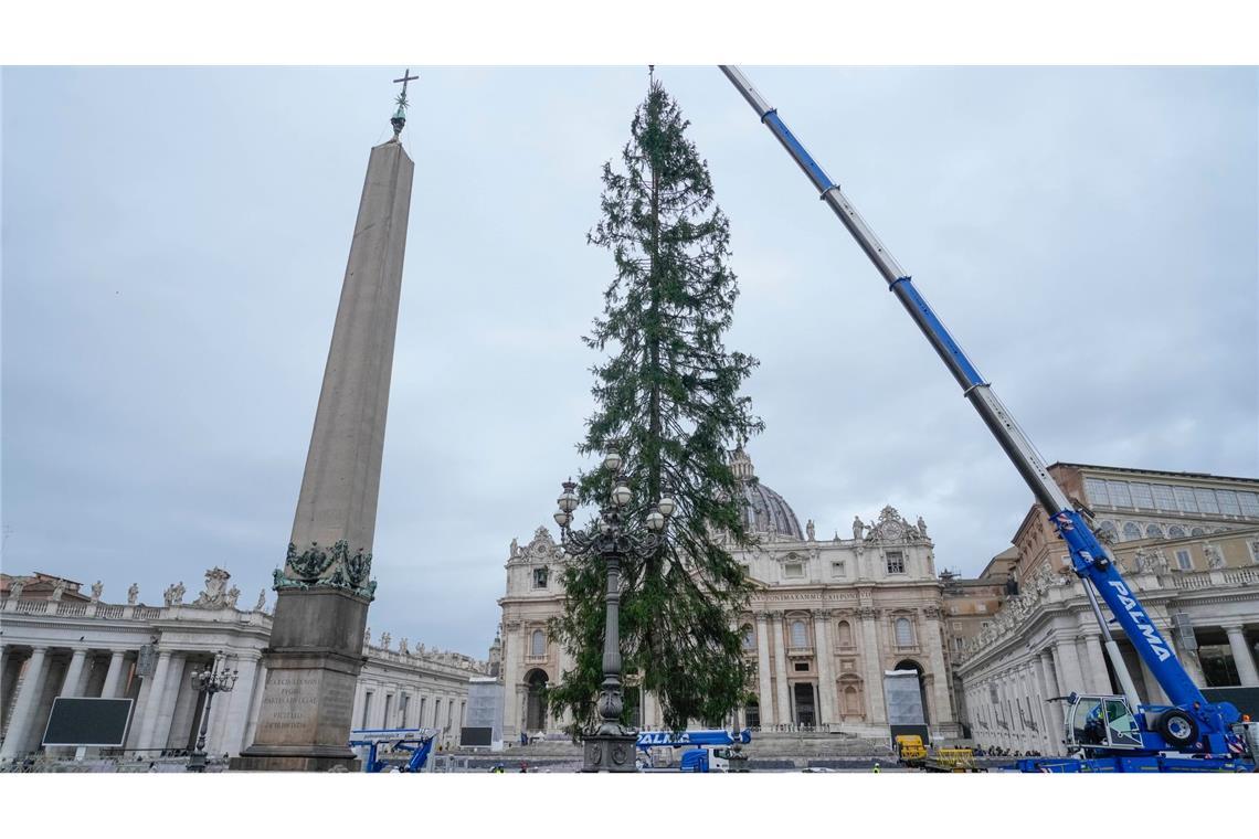 Weihnachtsbaum im Vatikan: eine 29 Meter hohe Rottanne aus dem Dorf Ledro in den Dolomiten wird auf den Petersplatz aufgestellt.