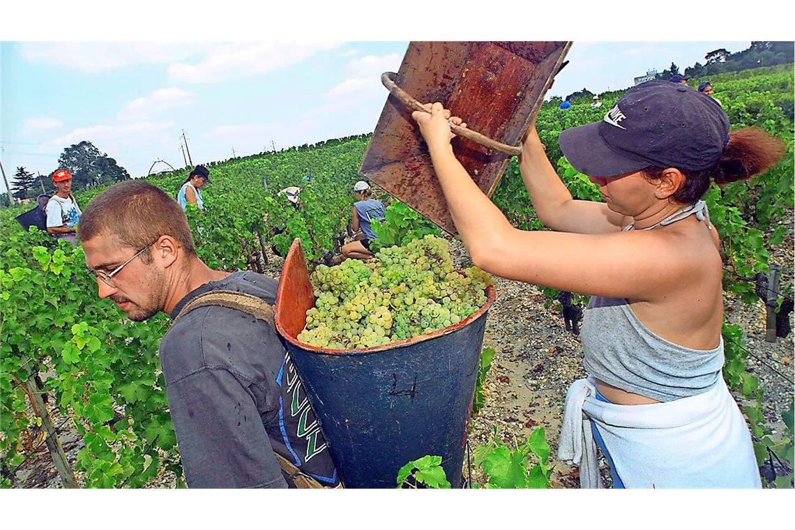 Weinernte im Bordeaux – die US-Zölle sorgen bei den Winzern für Aufregung.