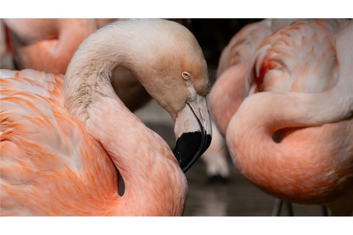 Wer hat die schönsten Kurven im Zoo Frankfurt? Dieser Flamingo hätte gute Chancen auf den Titel.