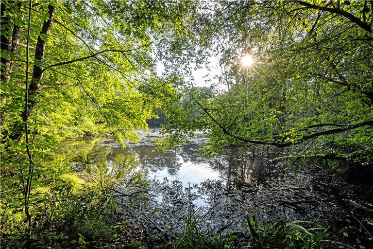 Wer im August ein schattiges Plätzchen am See gefunden hatte, war damit gut beraten. Foto: Alexander Becher