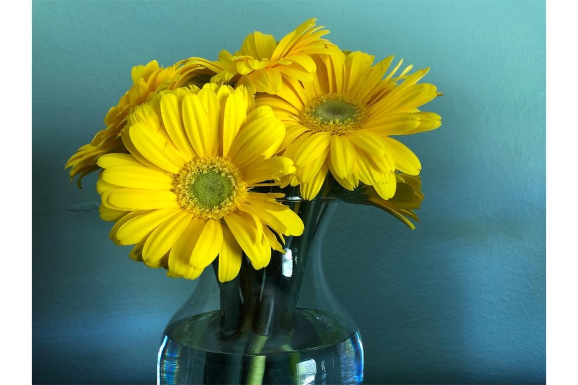 Wer langfristig etwas von seinen Blumen haben möchte, kann diese trocknen. Wie das Konservieren mit Gerbera-Blumen am besten funktioniert, erfahren Sie hier.