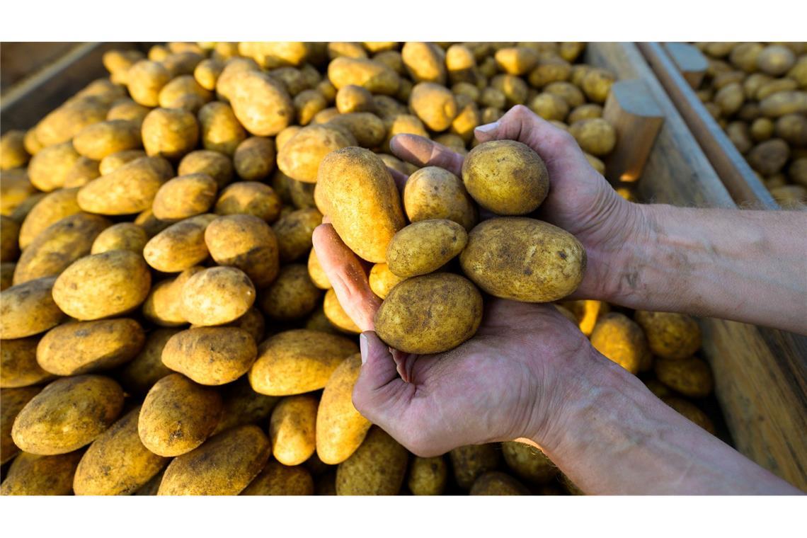 Werden sie mal Pommes, Püree oder Chips? Ein Landwirt hält frisch geerntete Kartoffeln der Sorte Lea in den Händen. (Foto: Archiv)