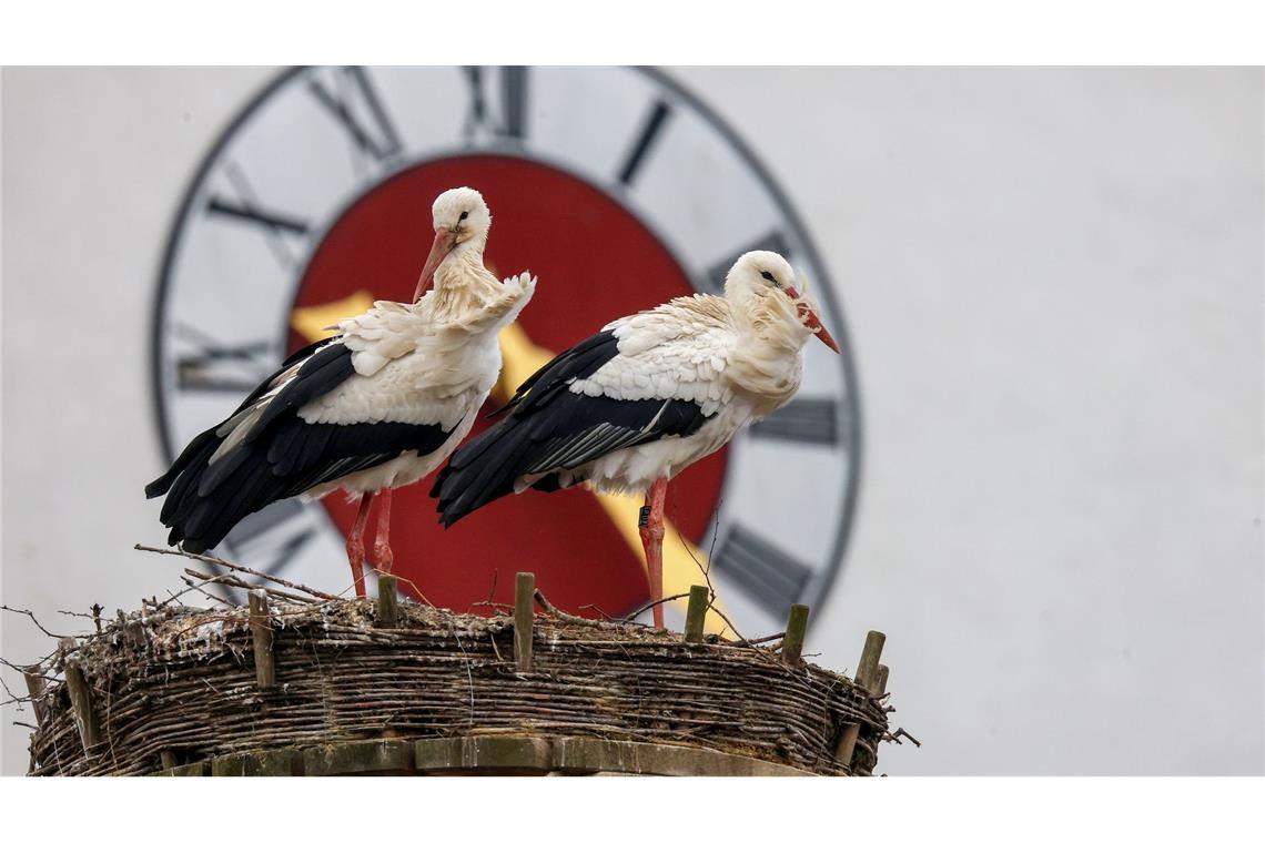 Wetter in Baden-Württemberg: Störche sitzen auf ihrem Nest, während im Hintergrund die Kirchturmuhr der Kirche St. Georg zu sehen ist.