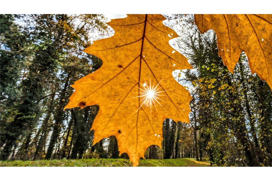 Wetter in Südbrandenburg: die Sonne strahlt durch ein an einem Baum hängendes Blatt.