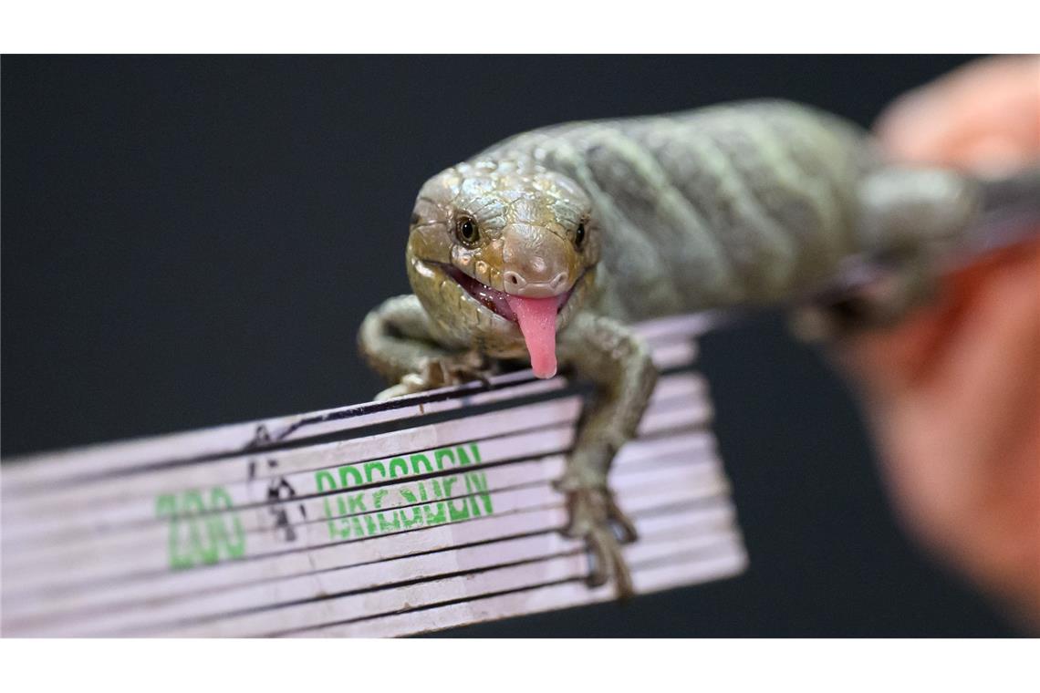 Wickelschwanzskink posiert bei Zoo-Jahresinventur auf dem Zollstock