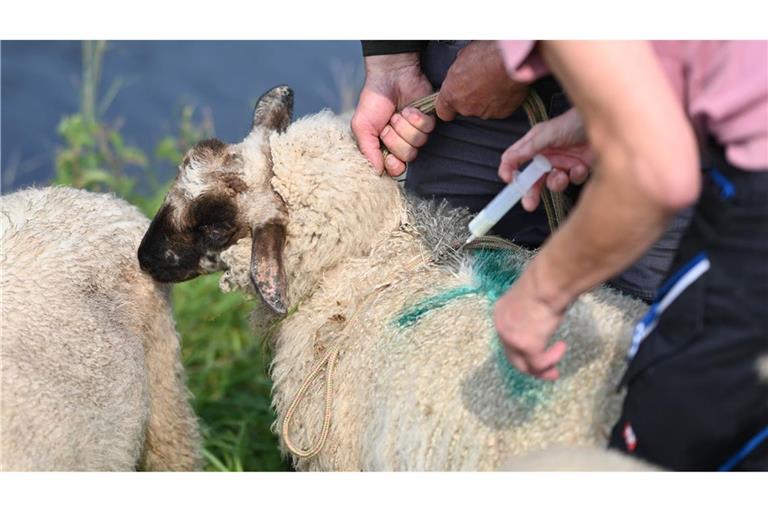 Wie das zuständige Landratsamt in Pforzheim mitteilte, sei der Erreger bei einem Schaf nachgewiesen worden. (Symbolbild)