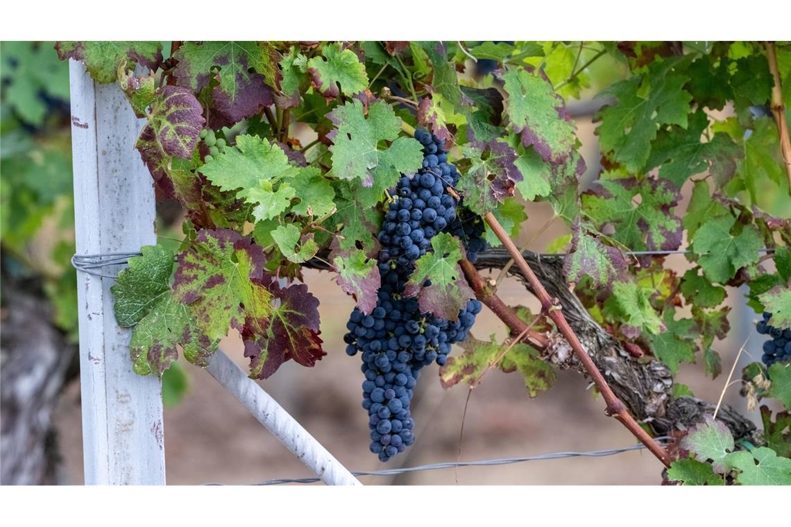 Wie viel pro Jahr von Obstparzellen, Weinbergen oder Feldern im Land verschwindet und welche Schäden das anrichtet, ist nicht klar. (Symbolbild)