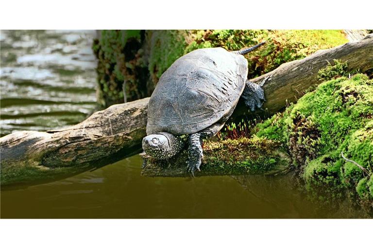 Wieder entdeckt: eine Europäische Sumpfschildkröte am Stuttgarter Pfaffensee