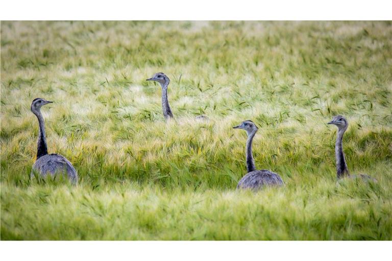 Wild lebende Nandus laufen bei der Futtersuche durch ein Roggenfeld in Mecklenburg-Vorpommern.