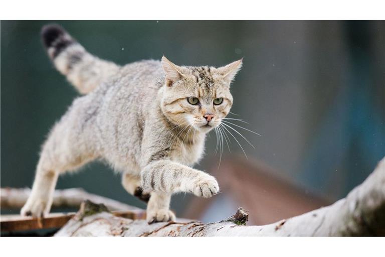 Wildkatzen sind laut BUND ungefähr so groß und schwer wie Hauskatzen, wirken aber robuster und kräftiger (Archivbild).