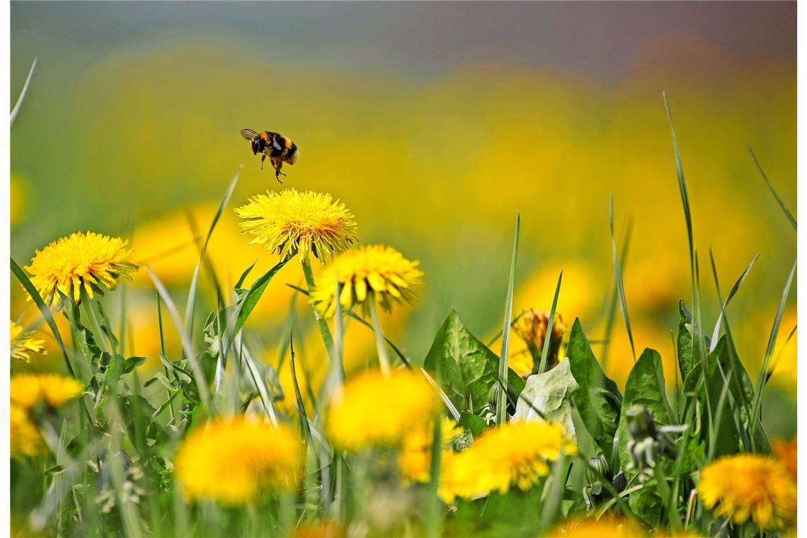 Wildpflanzen werden oft als Unkräuter abgetan. Doch viele von ihnen, wie beispielsweise der Löwenzahn, lassen sich gut in der Küche verwenden.