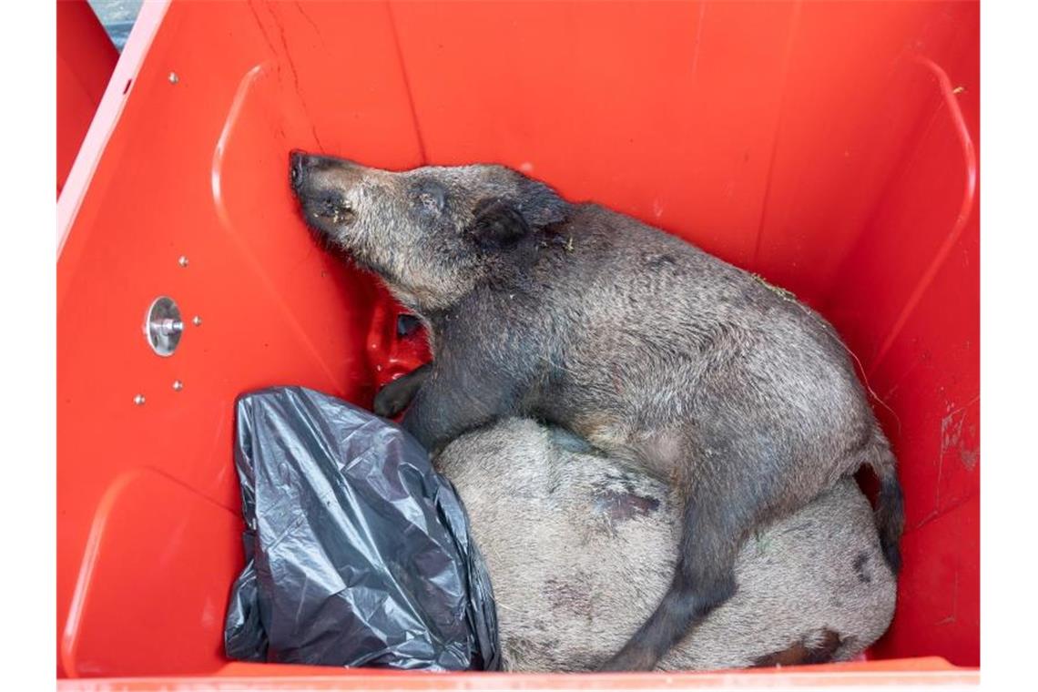 Schweinepest: Agrarminister fordern mehr Hilfe vom Bund Wildschweinkadaver liegen wegen der Tierseuche in einer Tonne. Foto: Sebastian Kahnert/dpa-Zentralbild/dpa