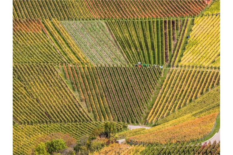 Winzer arbeiten in herbstlich gefärbten Weinbergen. Foto: Christoph Schmidt/dpa/Archivbild