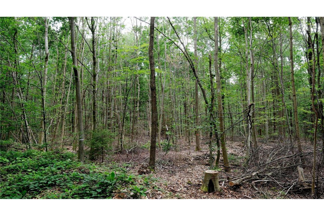 "Wir müssen die anfälligen, naturfernen Waldbestände zu naturnahen, klimafesten Mischwäldern entwickeln."