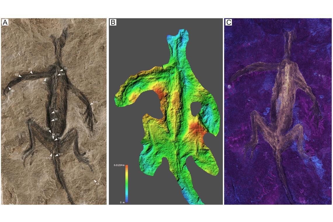 Wissenschaftler untersuchten das berühmte Alpenfossil mit modernen Analysemethoden.