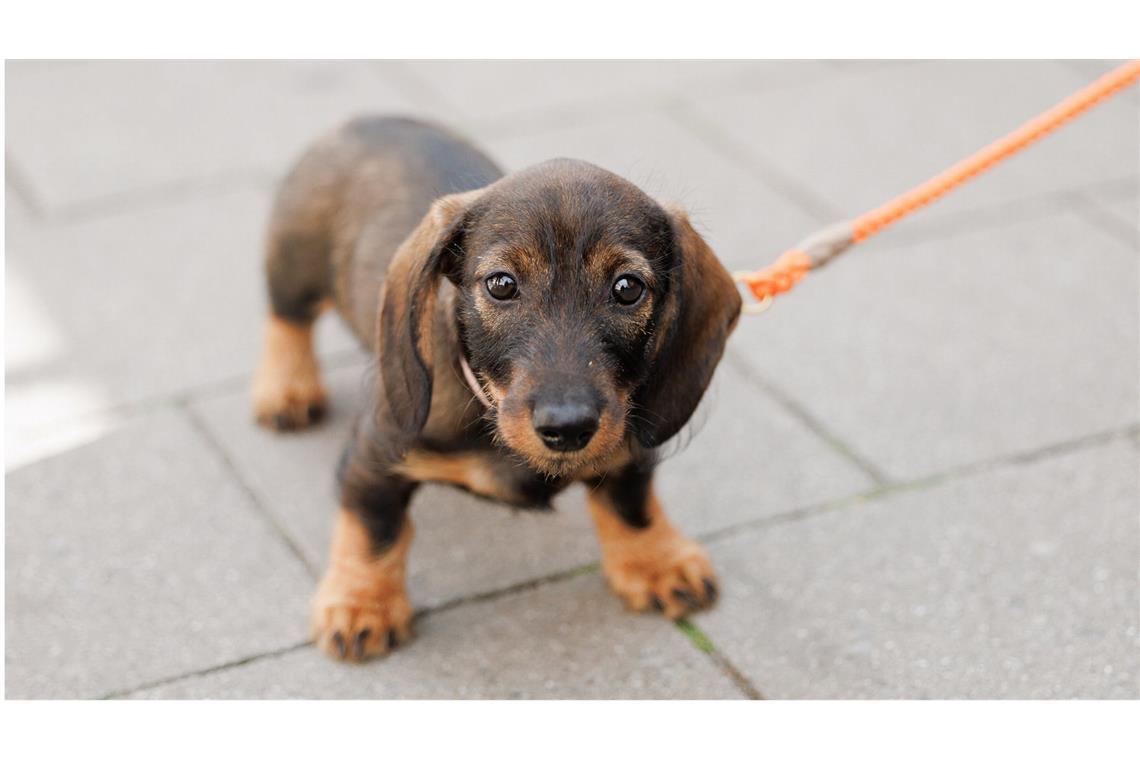 Wo ist die Hundesteuer in Baden-Württemberg am höchsten? (Symbolbild)