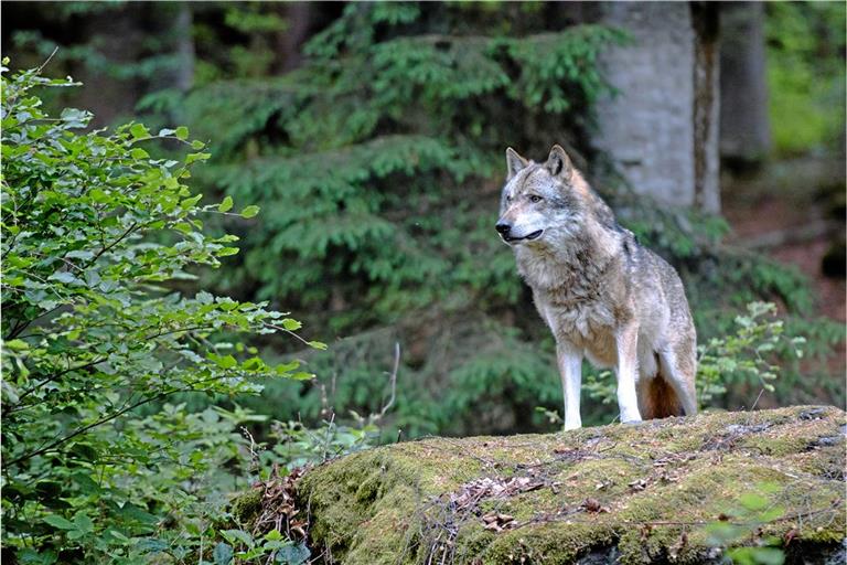 Wölfe im Schwäbischen Wald? Durchaus möglich, meint Peter Herold. Symbolfoto: stock.adobe.com/Miller_Eszter