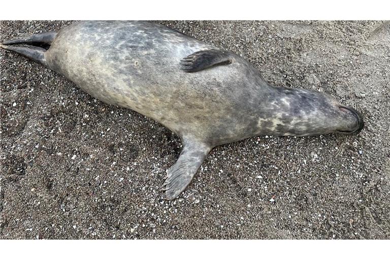 Woran die Kegelrobben an der Ostküste Rügens starben, ist noch unklar. Seit Anfang Oktober wurden 26 tote Tiere geborgen.