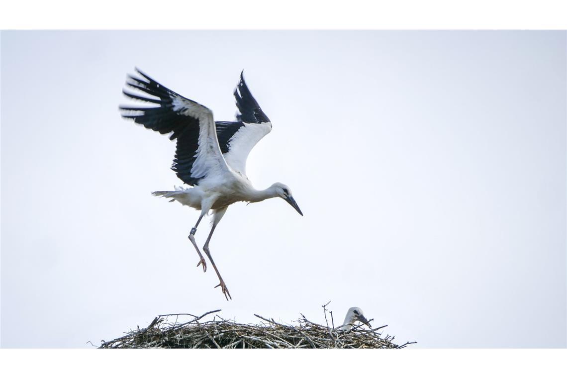 Zahlreiche Störche belagern einen Ortsteil in der Gemeinde Hohenfels. (Symbolbild)