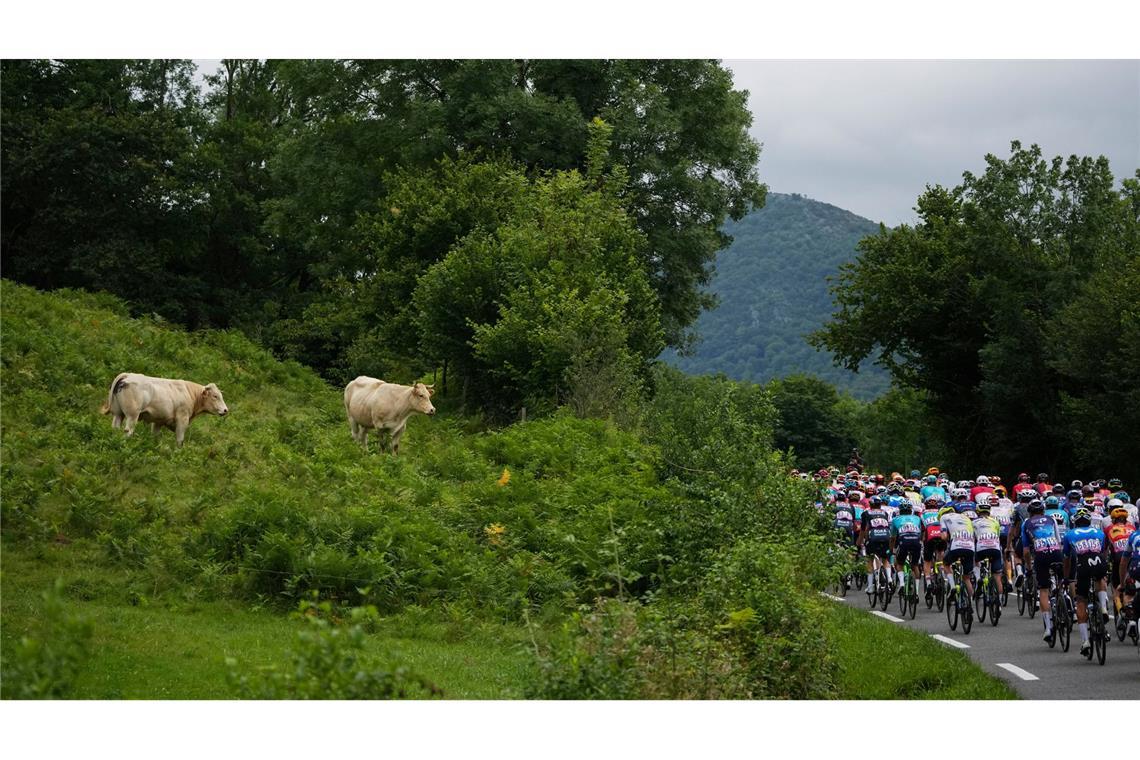 Zaungäste: Zwei Rinder schauen dem Fahrerfeld der Tour de France hinterher.