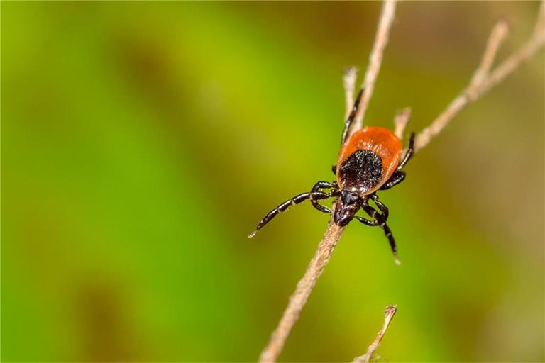 Zecken sind im heimischen Garten nicht unüblich. Was man gegen die Spinnentiere tun kann, erfahren Sie hier.