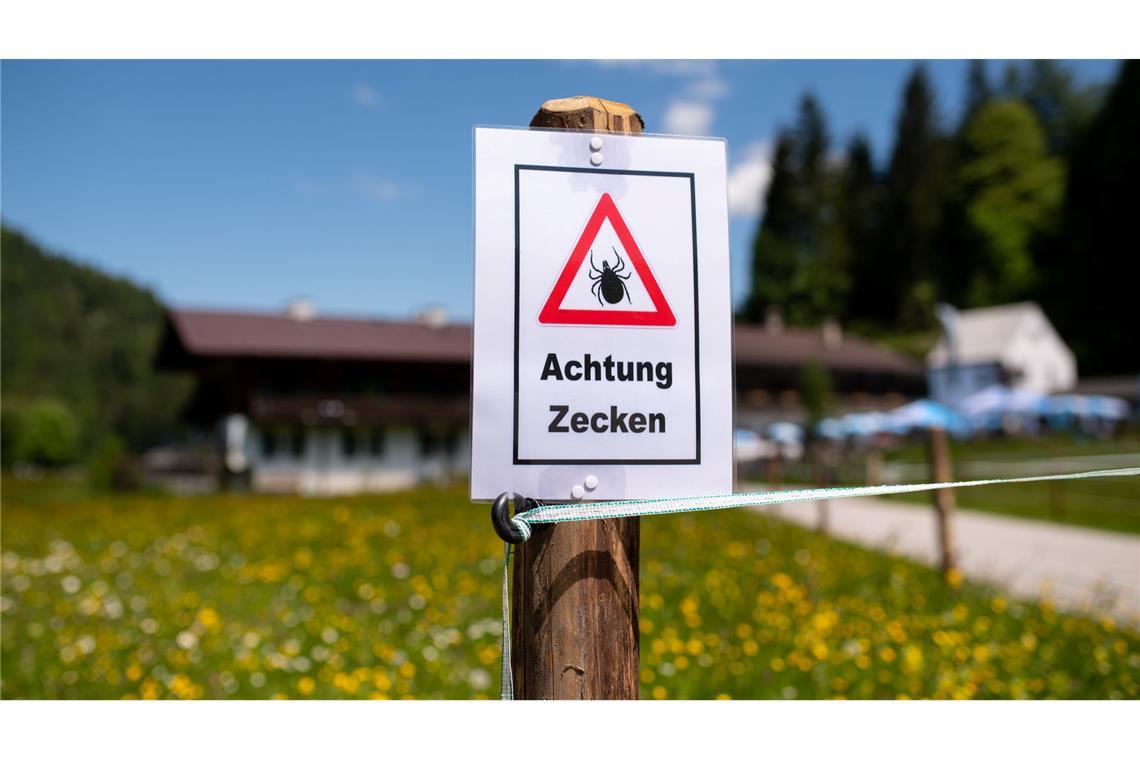 Zecken sitzen häufig an Gräsern oder Sträuchern. (Archivbild)