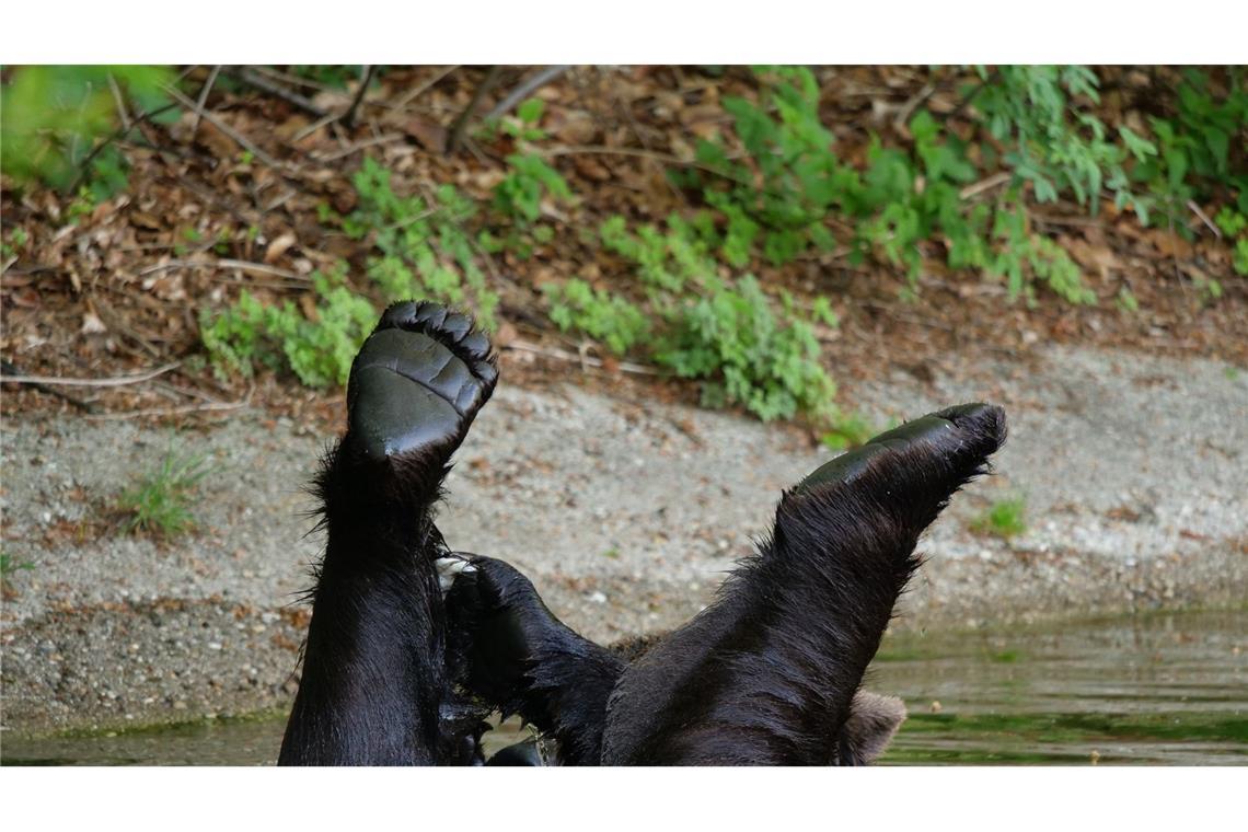 Zeig her deine Pfoten: Ausgelassen tollt Bär "Erich" im Wasser umher. Bei sommerlichen Temperaturen zeigt sich das Tier im Waldviertel in Arbesbach (Niederösterreich) sportlich und sucht nach Abkühlung.