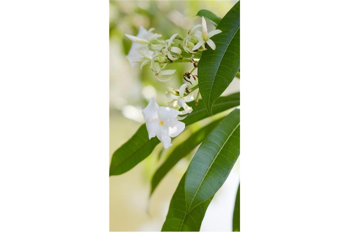 Zerbeursbaum (Cerbera odollam). Der „Selbstmordbaum“ gehört zur Familie der Hundsgiftgewächse (Apocynaceae), ist an den Küsten Indiens und im Westpazifik verbreitet und wird bis zu 15 Meter hoch. Der Zerberusbaum wird für Mord und Suizid häufiger genutzt als jede andere Pflanze (deshalb auch der Spitzname). Die als Herzgifte wirkenden Inhaltsstoffe führen zu Übelkeit, Würgreiz, Magen-Darm-Beschwerden und heftigen Durchfall – und schließlich zum Koma und Herzstillstand. Der Tod tritt nach etwa sechs Stunden ein.