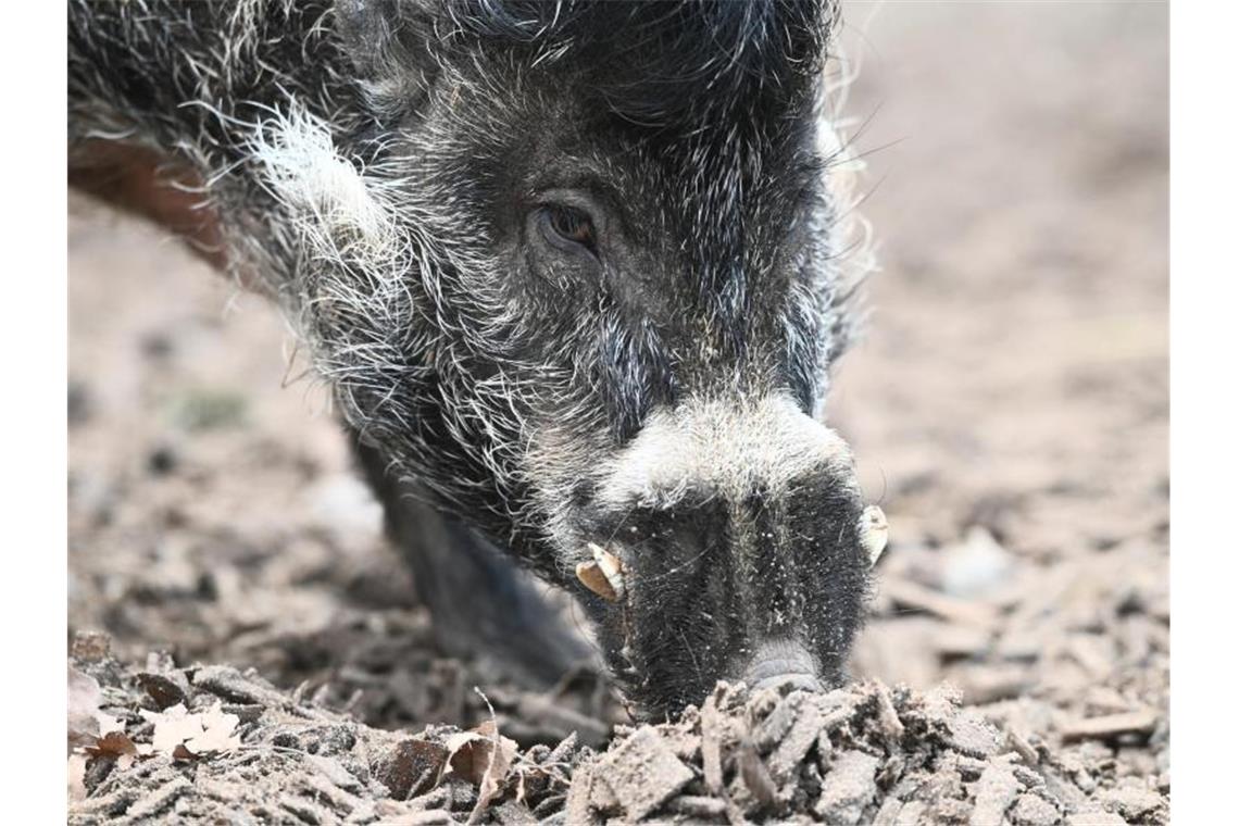 Pustelschwein ist Zootier des Jahres Zuchteber Cebu rüsselt nach Futter in seinem Gehege im Zoo Landau in der Pfalz. Cebu ist ein Visayas-Pustelschwein, dessen Art auf einer Insel der Philippinen vorkommt und vom Aussterben bedroht ist. Foto: Axel Seidemann/dpa
