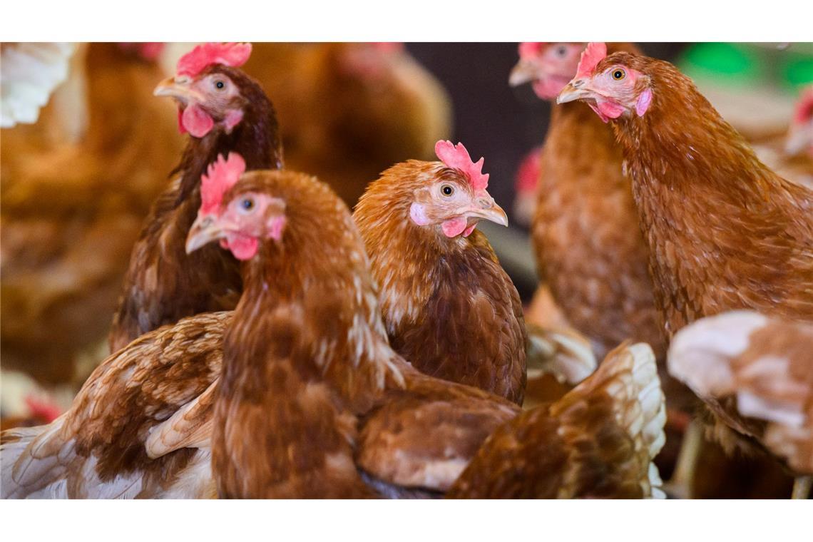 Zuletzt musste immer wieder Legehennen-Bestände wegen der Vogelgrippe gekeult werden. (Symbolfoto)