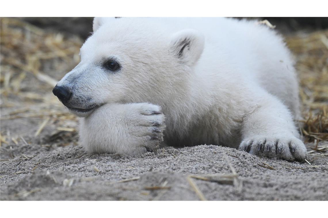 Zum ersten Mal war Mika, das am 2. November 2024 im Karlsruher Zoo geborene Eisbär-Jungtier, für die Öffentlichkeit zu sehen.