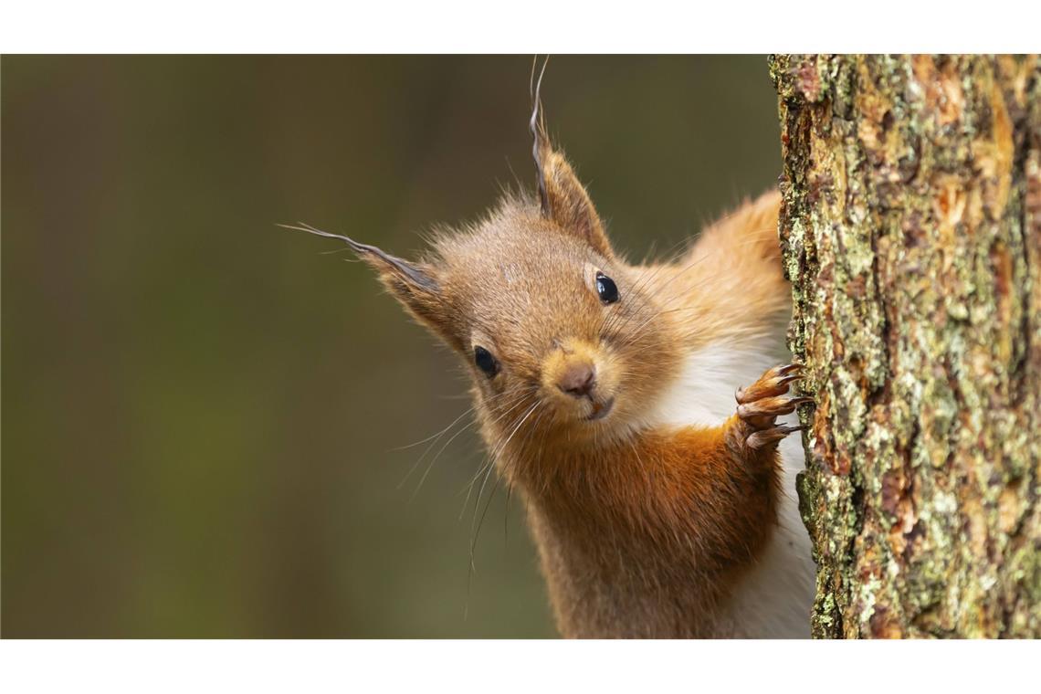 Zwei Eichhörnchen machten in einem englischen Zug ordentlich Rabatz. (Symbolbild)