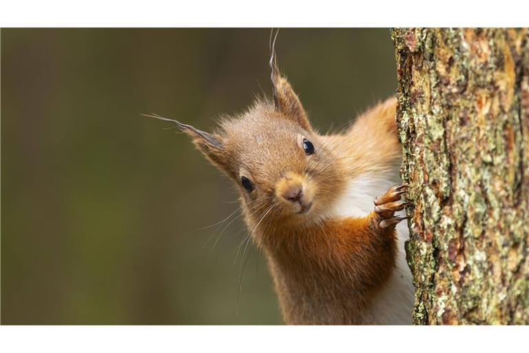 Zwei Eichhörnchen machten in einem englischen Zug ordentlich Rabatz. (Symbolbild)