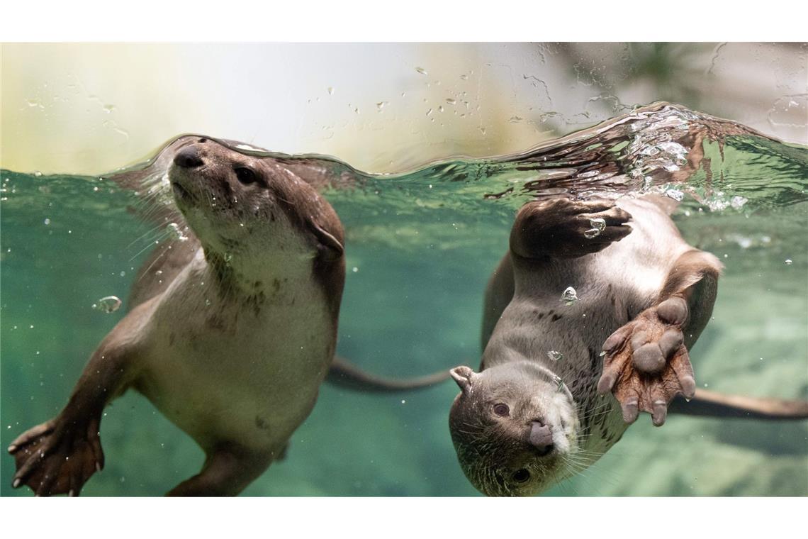 Zwei Glattotter planschen im neu eröffneten Orang-Utan-Haus im Zoo Dresden. Der Neubau ist mit 22 Millionen Euro die größte Investition in der 163-jährigen Geschichte des Zoos.