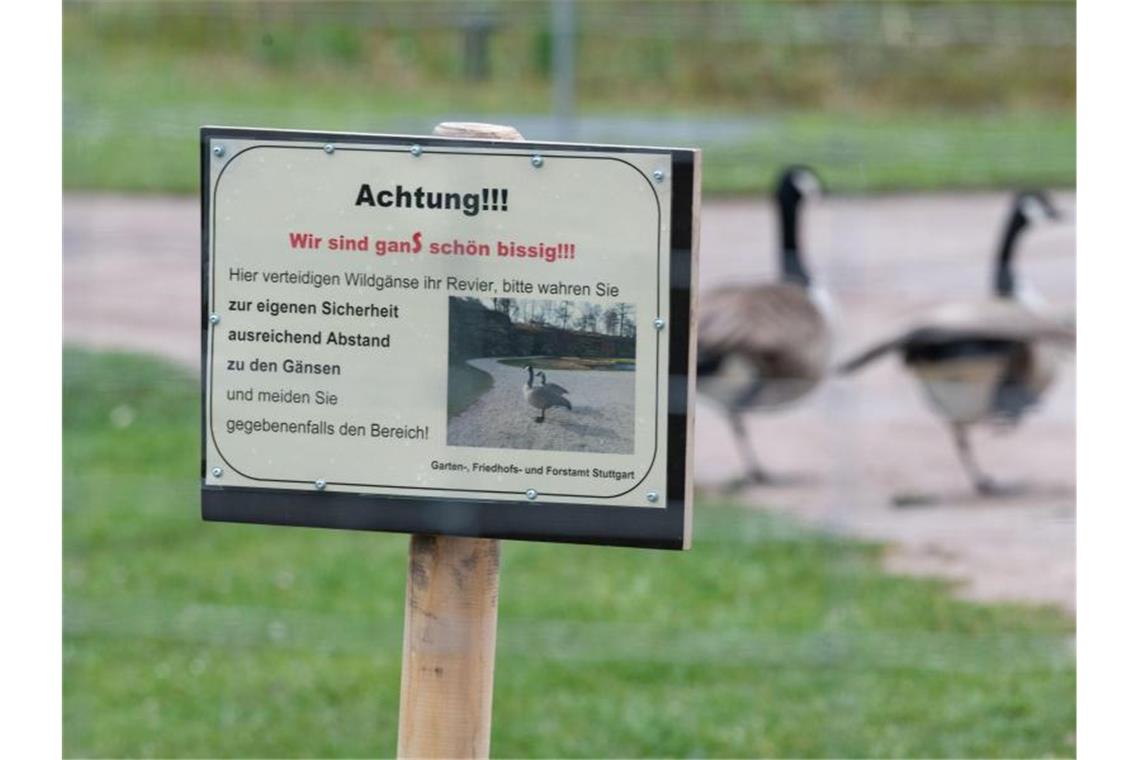Wildgänse sorgen für Ärger an Stuttgarter Seerosenteich Zwei Kanadagänse gehen in einem abgesperrten Bereich im Höhenpark Killesberg. Foto: Marijan Murat/dpa