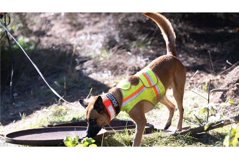 Zwei Leichenspürhunde, die an oberirdischen Öffnungen in dem Waldgebiet schnüffelten, zeigten jeweils „eine deutliche Reaktion“.