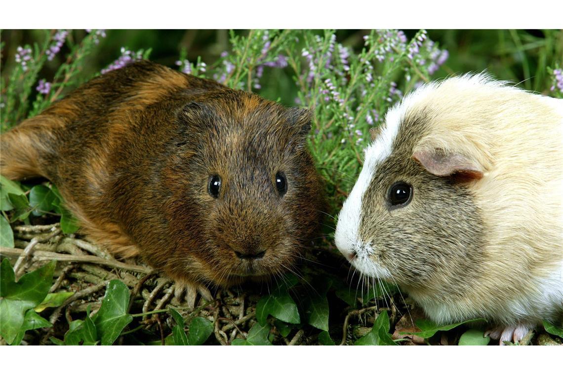 Zwei Meerschweinchen wurden gerettet (Symbolbild).